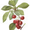 Cherries_thumb
