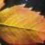 121bcd6a71a_avatar_large