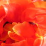 Tulpe_2_large