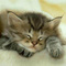 Gato_durmiendo_1024_thumb