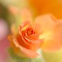 Kiuko_rose_ykrkqgi_large