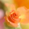 Kiuko_rose_ykrkqgi_thumb