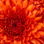 Chrysanthemum_large