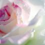 Rose_in_rain-2_large