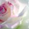 Rose_in_rain-2_thumb