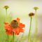 600px-helenium_hybrid_thumb