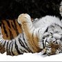 _46128098_0e8e8a32-c286-4ae6-b5ef-f0065031082e_large