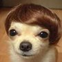 Dog_large