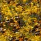 Autumn_thumb
