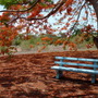 Pb030242_large