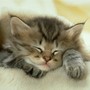 _kedi_resimleri-_kediler3_large