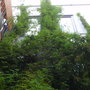 P8090053_large