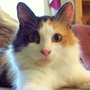 100_8511_large