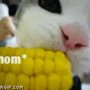 Nomcorn_large