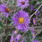 P9260039_thumb