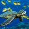 Green_sea_turtle_thumb