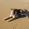 London_on_va_beach_thumb