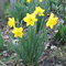 Spring_thumb
