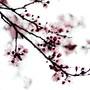 Cherry_blossom2_large