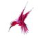 Bird_thumb