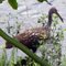 Awkward-bird_thumb