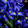 Irises_large