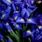Irises_thumb