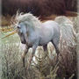 1103150681_unicorn_large
