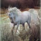 1103150681_unicorn_thumb
