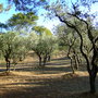 2009provence185_large