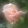 P1040579_large