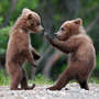 Bears_large