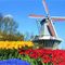 Tulpen_thumb