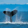 Humpback_whale_large