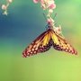 Butterfly_large