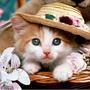 158429_cute-cat_620_large