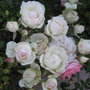 Img_4975_large