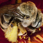 Bee_large