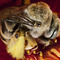 Bee_thumb