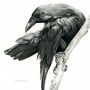 1177_raven_large