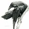 1177_raven_thumb