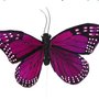 Picture_6_large