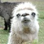 Uglyllama_large