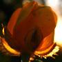 Profil2_large