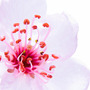 High-key-sakura-blossom-800_large