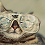 Hep_cat_large