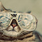 Hep_cat_thumb