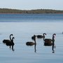 Swans_large