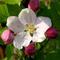 Blossom-1_thumb