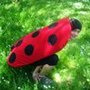 Buba_mara_1_large